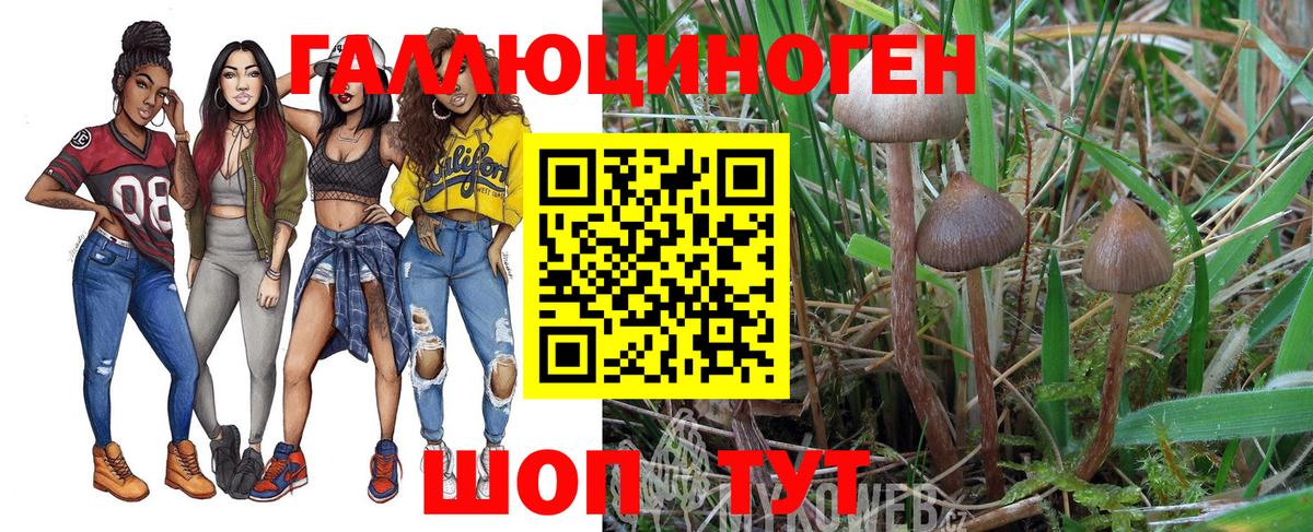 Псилоцибиновые грибы Psilocybe  Вход с VPN  Кыштым 